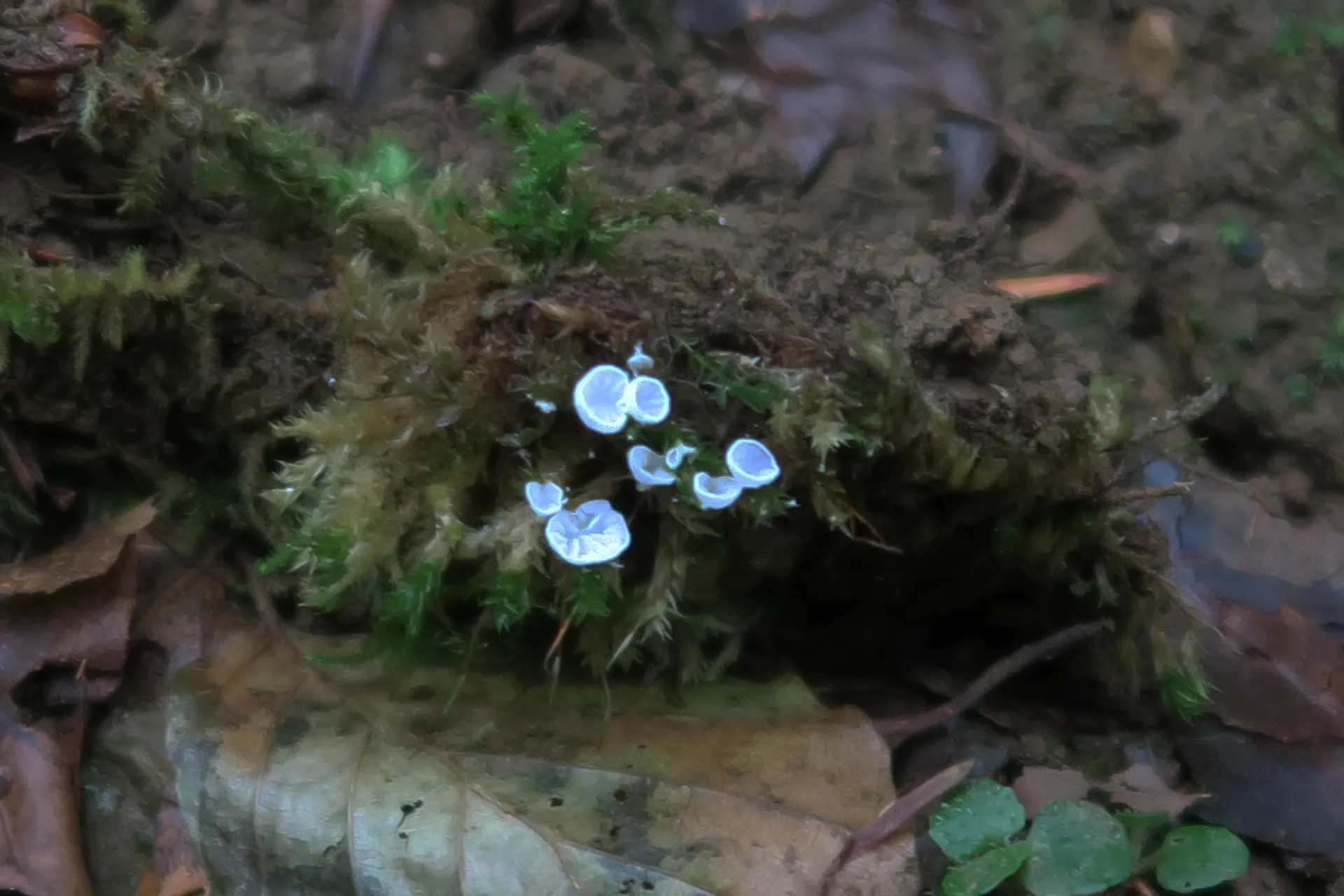 Rimbachia bryophila - 1